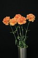 Dianthus Terranova